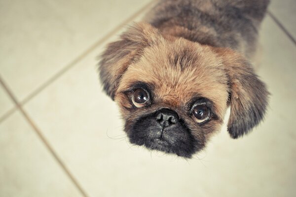 A little Pekingese with big eyes is looking at you