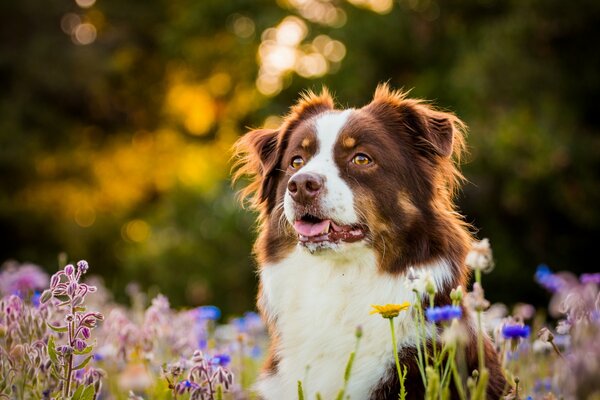 Perro australiano en un claro floreciente