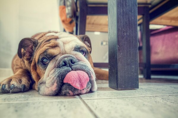 The dog is lying on the floor with his tongue hanging out