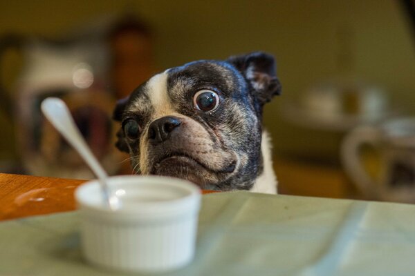 Funny bug-eyed dog looks out what s in the cup on the table