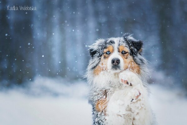 Australischer Schäferhund im Schnee mit einem hingebungsvollen Blick