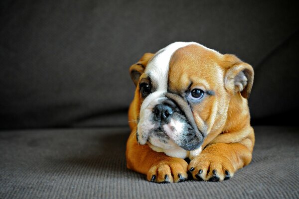 English bulldog is bored on the couch