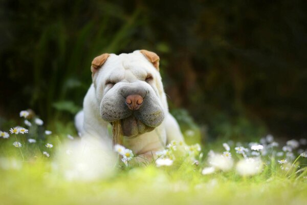 Hund im Kamillenfeld