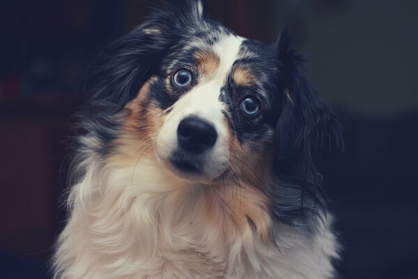 Le regard plaintif d un chien fidèle