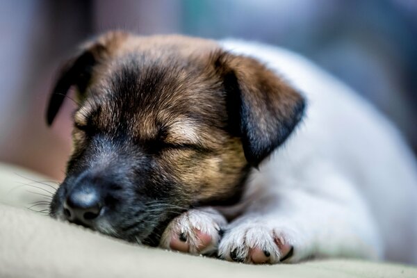 Cachorro sereno durmiendo