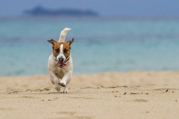 Der Hund läuft durch den nassen Sand