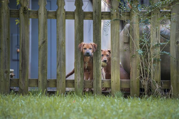 Curioso par de perros mirando a través de la valla