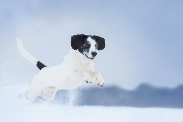 Amusement de chien d hiver. Regarder en avant. Sch