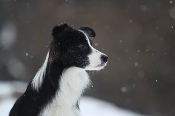 Ein schwarzer und weißer Collie Hund im Schnee