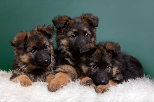 Süße Babys beim Fotoshooting