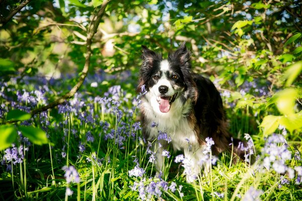 Happy border collie running through the clearing