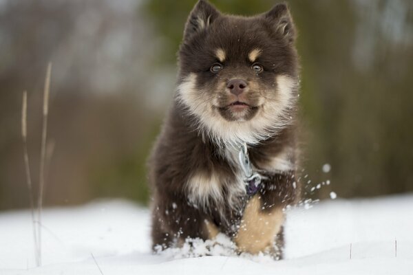 Finnische Lopar-Laika erobert den Schnee