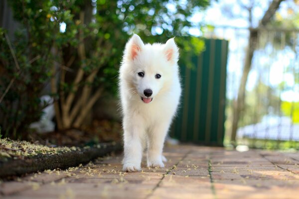 A snow-white puppy is coming towards