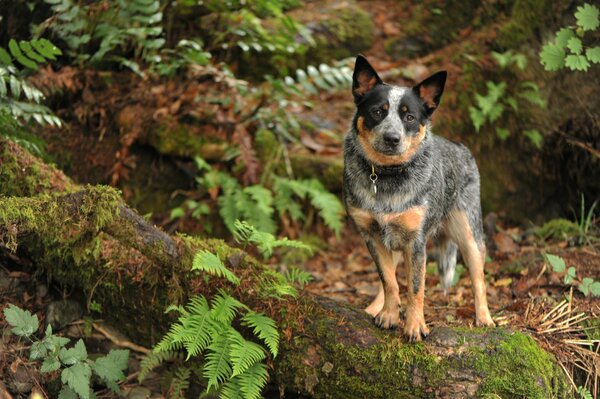 Ein engagierter Wachmann. Hund im Wald