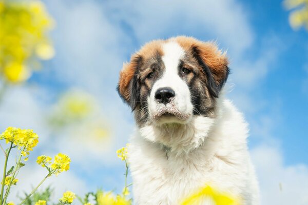 Der freundliche Blick des Hundes, der in die Ferne schaut