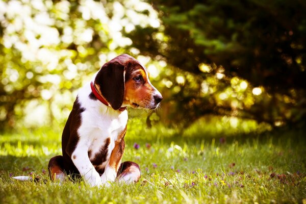 Der Hund schaut traurig in die Ferne