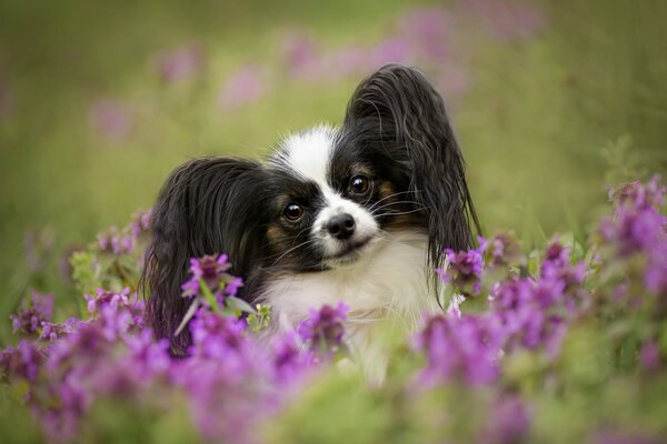 Der Hund ist klein in Blumen