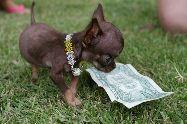 Kleiner Hund hat einen Dollar gefunden