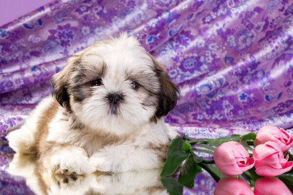 Cane Shaggy carino con rose