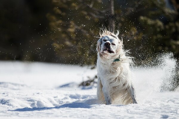 White dog on the background of snow