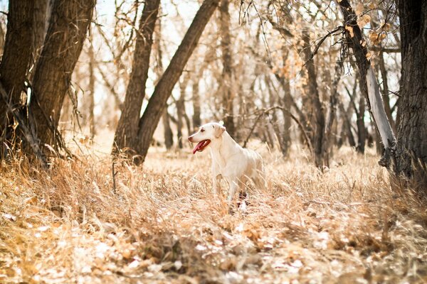 A joyful dog against the background of nature