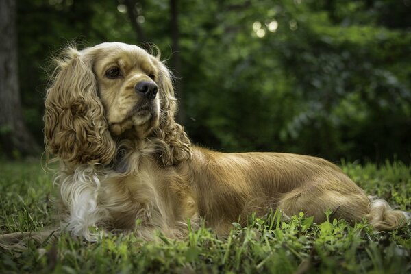 Cocker Spaniel se encuentra en traai