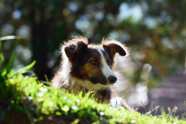 A dog with a thoughtful look