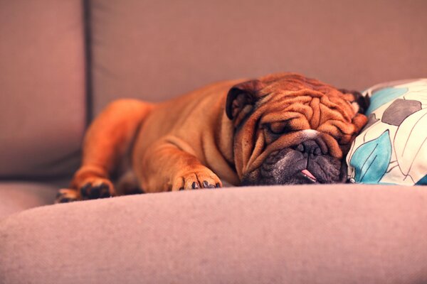 La fatigue agréable d un bouledogue français