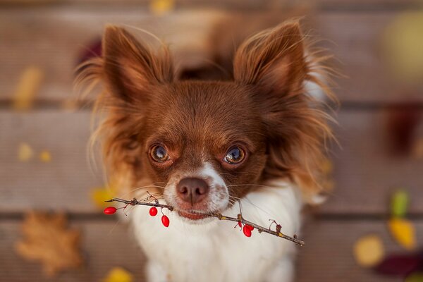 I will protect you no I will protect you in general, keep the berries