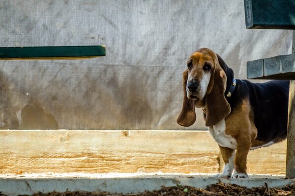 The sad look of a basset hound