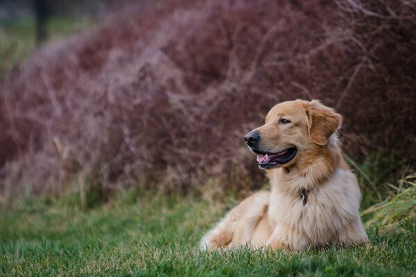 Golden retriever che riposa sull erba