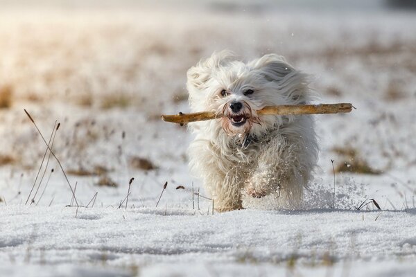 En un día de invierno, un perro corre hacia su dueño con un palo