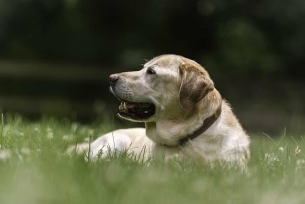 Labrador resting on the grass