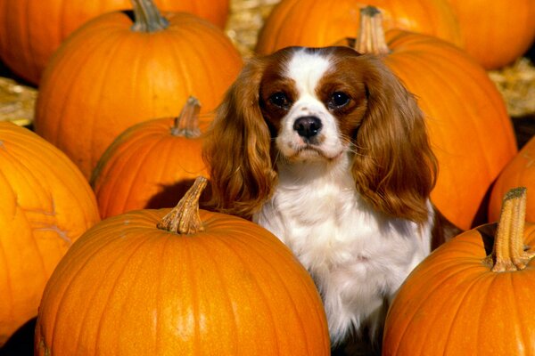 A big-eared Spaniel sits among pumpkins