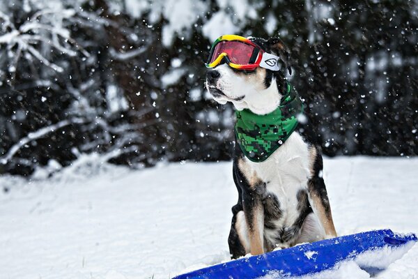 Chien à lunettes sur une planche à roulettes