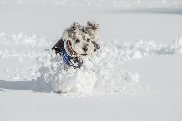 Sguardo amichevole del cane in inverno nevoso