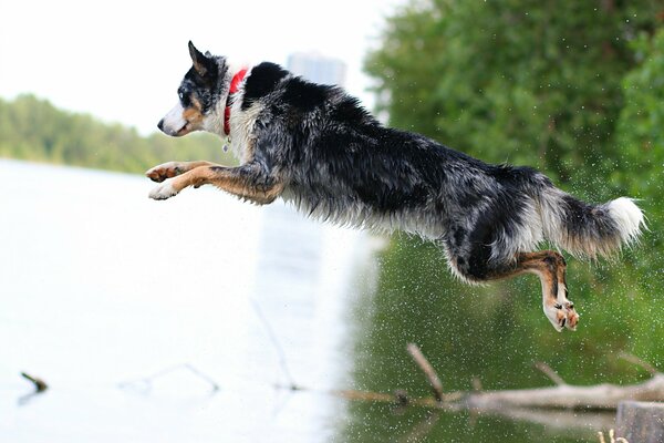 Sprung des Hundes ins Wasser