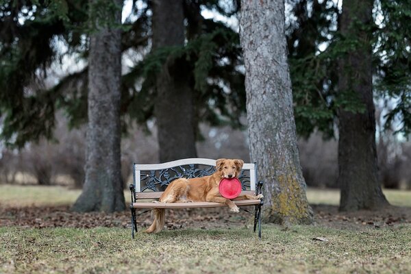 A dog lying on a park bench