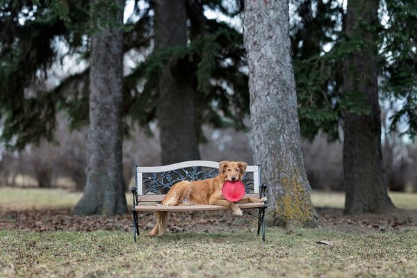 Chien couché sur un banc dans le parc