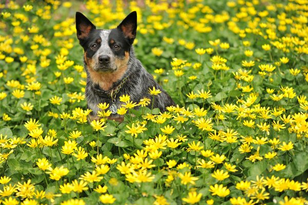 A beautiful dog sits on a flower meadow in summer