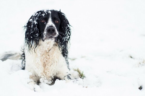 The dog lies in the white snow