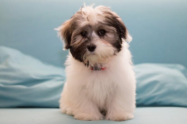 Petit chien sur fond bleu