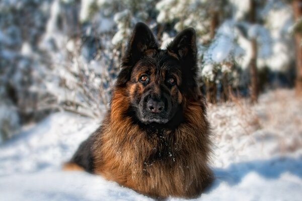 The interested look of a pet in the forest