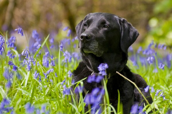 Photo of a labrador retriever in a field among flowers