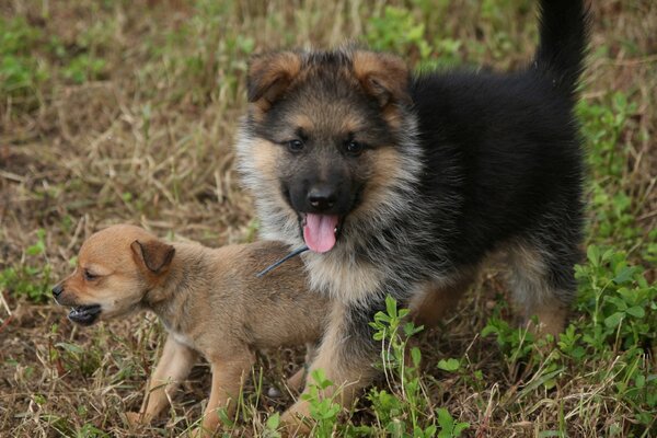 Two furry friends of the kid