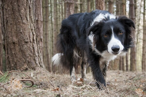 A black and white dog walking through a coniferous forest