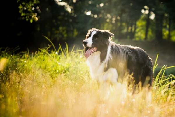 Hund Collie im Gras mit Sonnenstrahlen