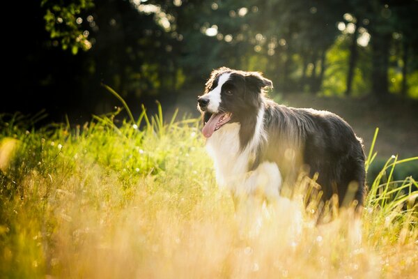 A collie dog in the grass with the rays of the sun