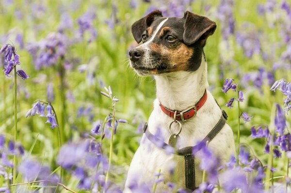 Perro de caza con collar rojo en lavanda