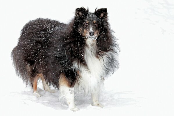 Freund Hund auf einem schneebedeckten Feld